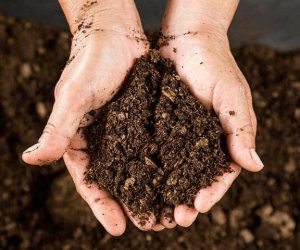 Photo of soil in hands